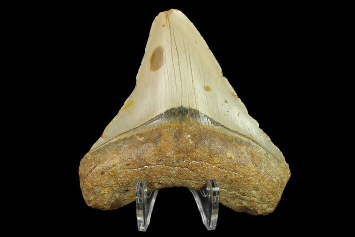 Fossil Megalodon Tooth - North Carolina #131563